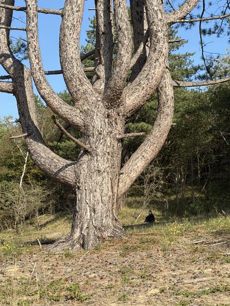 A solitary figure sits peacefully beneath a magnificent, gnarled pine tree with multiple upward-curving branches, bathed in bright sunlight at Oosterweg, Overveen
